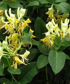 Future Forests Lonicera Periclymenum Graham Thomas Climbers