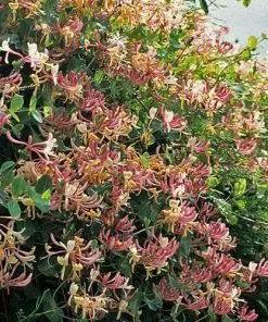 Future Forests Lonicera Periclymenum - Native Honeysuckle