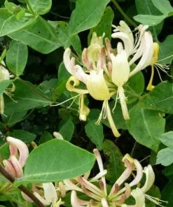 Future Forests Lonicera Periclymenum - Native Honeysuckle 12 Future Forests Lonicera Periclymenum - Native Honeysuckle