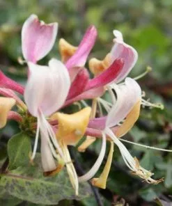 Future Forests Lonicera Periclymenum - Native Honeysuckle 14 Future Forests Lonicera Periclymenum - Native Honeysuckle