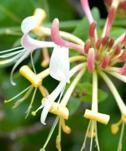 Future Forests Lonicera Periclymenum - Native Honeysuckle
