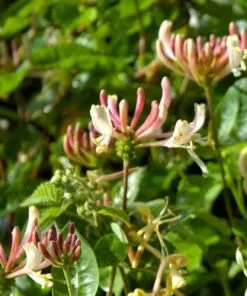 Future Forests Lonicera Periclymenum - Native Honeysuckle 15 Future Forests Lonicera Periclymenum - Native Honeysuckle