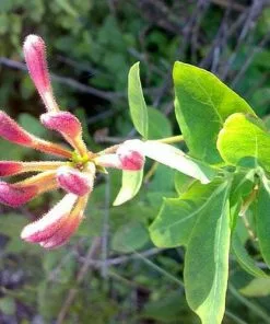 Future Forests Lonicera Periclymenum - Native Honeysuckle 16 Future Forests Lonicera Periclymenum - Native Honeysuckle