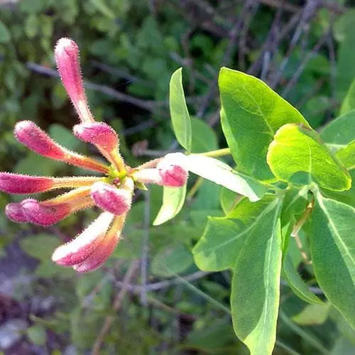 Future Forests Lonicera Periclymenum - Native Honeysuckle 9 Future Forests Lonicera Periclymenum - Native Honeysuckle
