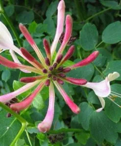 Future Forests Lonicera Periclymenum - Native Honeysuckle 17 Future Forests Lonicera Periclymenum - Native Honeysuckle