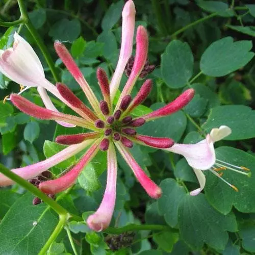 Future Forests Lonicera Periclymenum - Native Honeysuckle 10 Future Forests Lonicera Periclymenum - Native Honeysuckle