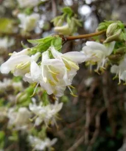 Future Forests Lonicera X Purpusii Shrubs