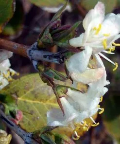 Future Forests Lonicera X Purpusii Shrubs