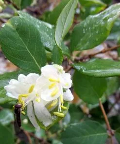 Future Forests Lonicera X Purpusii Shrubs