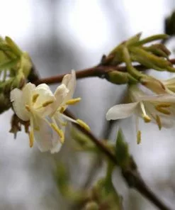 Future Forests Lonicera X Purpusii Shrubs