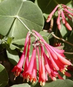 Future Forests Lonicera Sempervirens