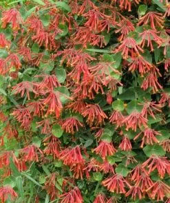 Future Forests Lonicera Sempervirens