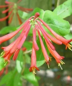 Future Forests Lonicera Sempervirens