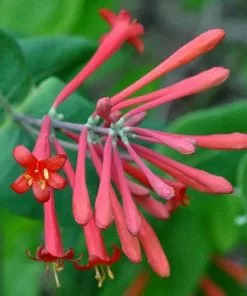 Future Forests Lonicera Sempervirens