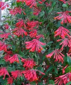 Future Forests Lonicera Sempervirens