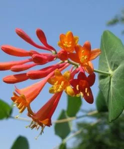 Future Forests Lonicera Sempervirens