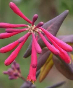 Future Forests Lonicera Sempervirens