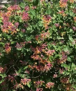 Future Forests Lonicera X Heckrottii Gold Flame