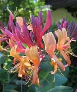 Future Forests Lonicera X Heckrottii Gold Flame