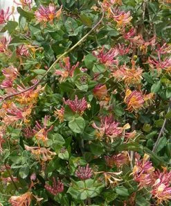 Future Forests Lonicera X Heckrottii Gold Flame