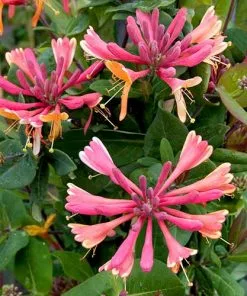 Future Forests Lonicera X Heckrottii Gold Flame