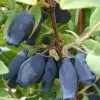 Future Forests Honeyberry - Lonicera Caerulea Wojtek Fruit 2 Future Forests Honeyberry - Lonicera Caerulea Wojtek Fruit
