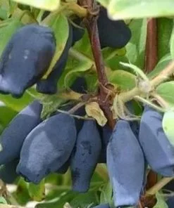 Future Forests Honeyberry - Lonicera Caerulea Wojtek Fruit