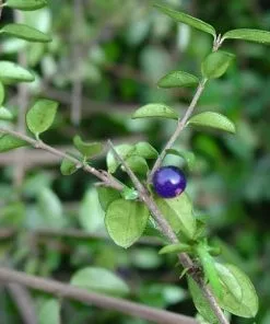 Future Forests Lonicera Nitida