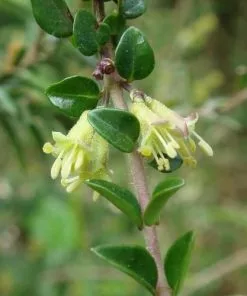 Future Forests Lonicera Nitida