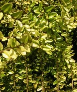 Future Forests Lonicera Nitida Baggensons Gold Hedging