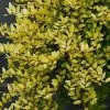 Future Forests Lonicera Nitida Baggensons Gold Hedging 2 Future Forests Lonicera Nitida Baggensons Gold Hedging