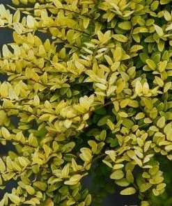 Future Forests Lonicera Nitida Baggensons Gold Hedging
