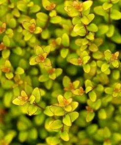 Future Forests Lonicera Nitida Baggensons Gold Hedging