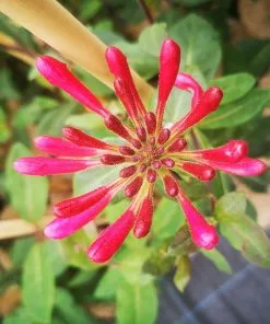 Future Forests More Lonicera Americana