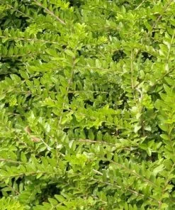 Future Forests Lonicera Nitida May Green