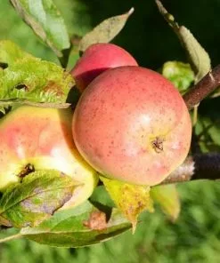 Future Forests Apple Lord Derby