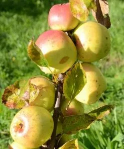 Future Forests Apple Lord Derby