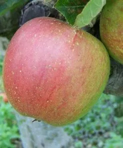 Future Forests Fruit Apple Lord Hindlip