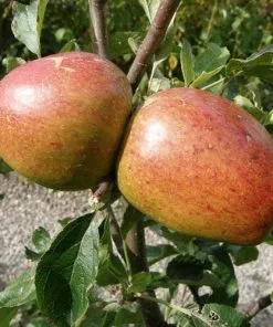 Future Forests Fruit Apple Lord Hindlip