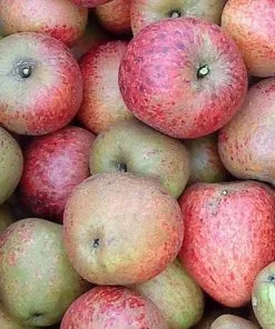 Future Forests Fruit Apple Lord Hindlip