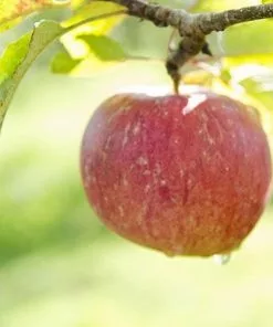 Future Forests Apple Lord Lambourne 10 Future Forests Apple Lord Lambourne