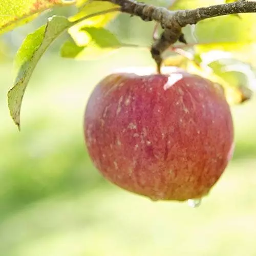Future Forests Apple Lord Lambourne 6 Future Forests Apple Lord Lambourne