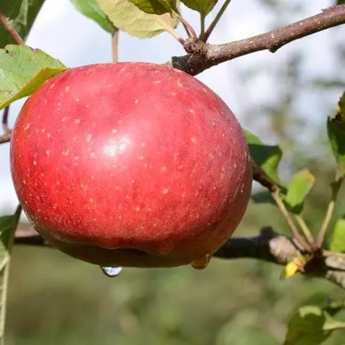 Future Forests Apple Lord Lambourne 7 Future Forests Apple Lord Lambourne