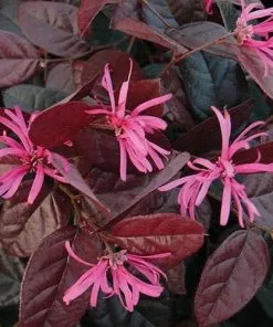 Future Forests Shrubs Loropetalum Chinense Var. Rubrum Fire Dance
