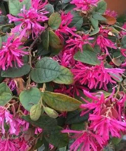 Future Forests Shrubs Loropetalum Chinense Var. Rubrum Fire Dance