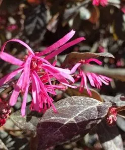 Future Forests Shrubs Loropetalum Chinense Var. Rubrum Fire Dance