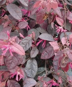 Future Forests Shrubs Loropetalum Chinense Var. Rubrum Fire Dance