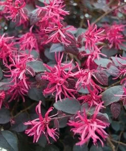 Future Forests Shrubs Loropetalum Chinense Var. Rubrum Fire Dance