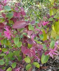 Future Forests Shrubs Loropetalum Chinense Var. Rubrum Fire Dance
