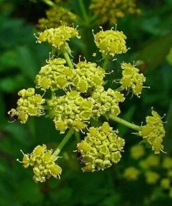 Future Forests Herbs Lovage